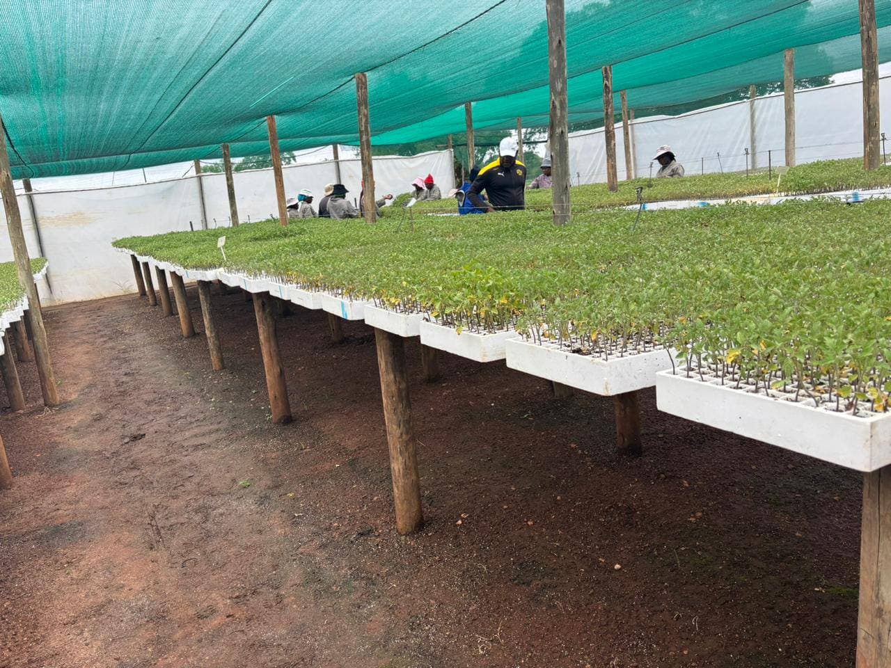 Wide view of Mpho Mathoho Farms nursery showcasing healthy plants